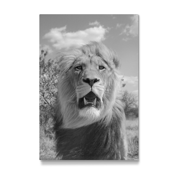 Galerie-Print "König der Löwen" 30x20 cm artboxONE