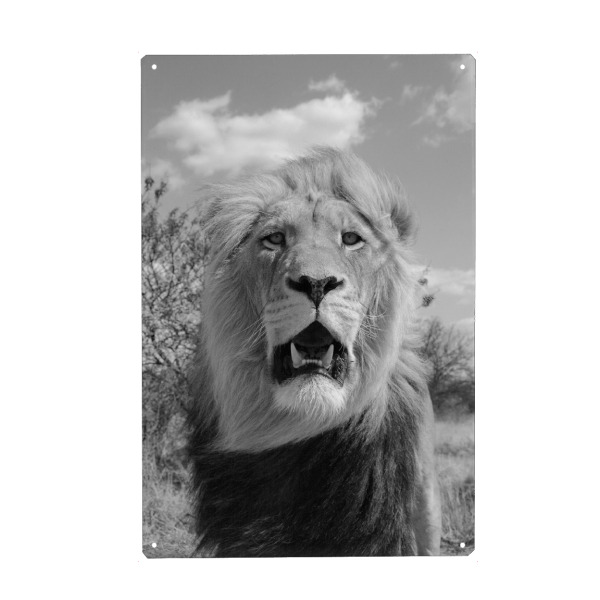Holzbild "König der Löwen" artboxONE - Tiere,Schwarzweiß,Reise / Afrika - Löwe,Raubkatze,Afrika
