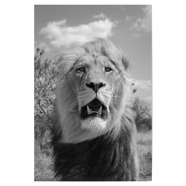 Poster "König der Löwen" artboxONE - Tiere,Schwarzweiß,Reise / Afrika - Löwe,Raubkatze,Afrika
