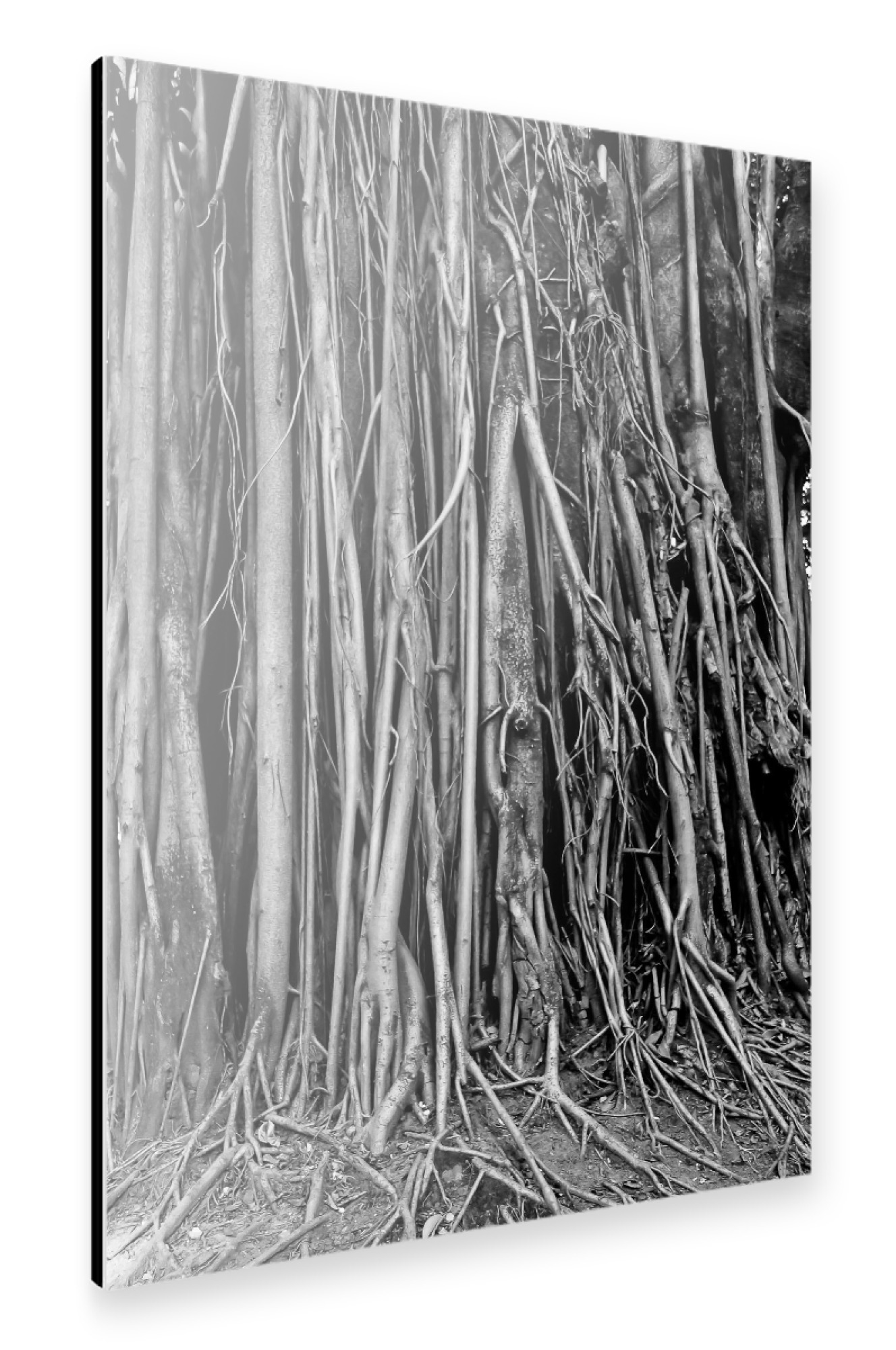 Alu-Dibond "Roots" 75x50 cm artboxONE