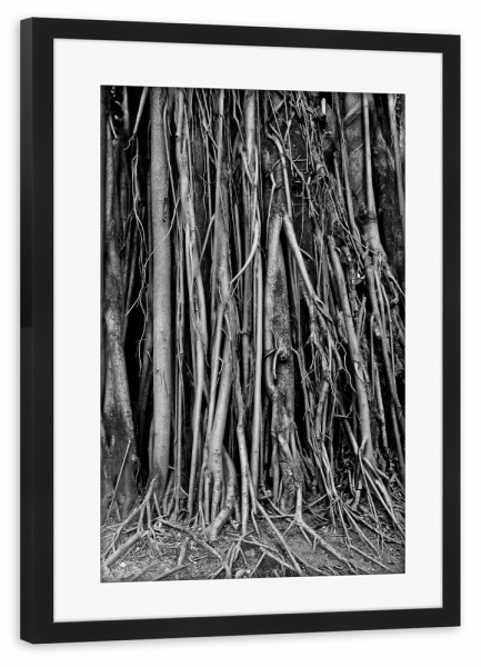 Poster mit Rahmen schwarz "Roots" artboxONE - Natur,Schwarzweiß - Landscape,Nature,Stilness,Tree,Roots,Geometric,Abstrat,Solid,Gray,Portrait