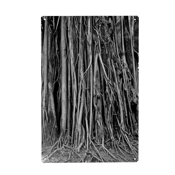 Metall Poster "Roots" artboxONE - Natur,Schwarzweiß - Landscape,Nature,Stilness,Tree,Roots,Geometric,Abstrat,Solid,Gray,Portrait - Blechschild