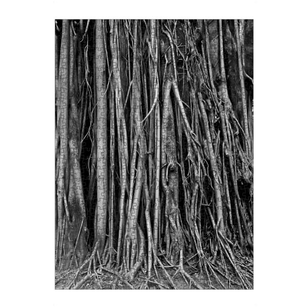 artboxONE Puzzle "Roots" artboxONE - Natur,Schwarzweiß - Landscape,Nature,Stilness,Tree,Roots,Geometric,Abstrat,Solid,Gray,Portrait