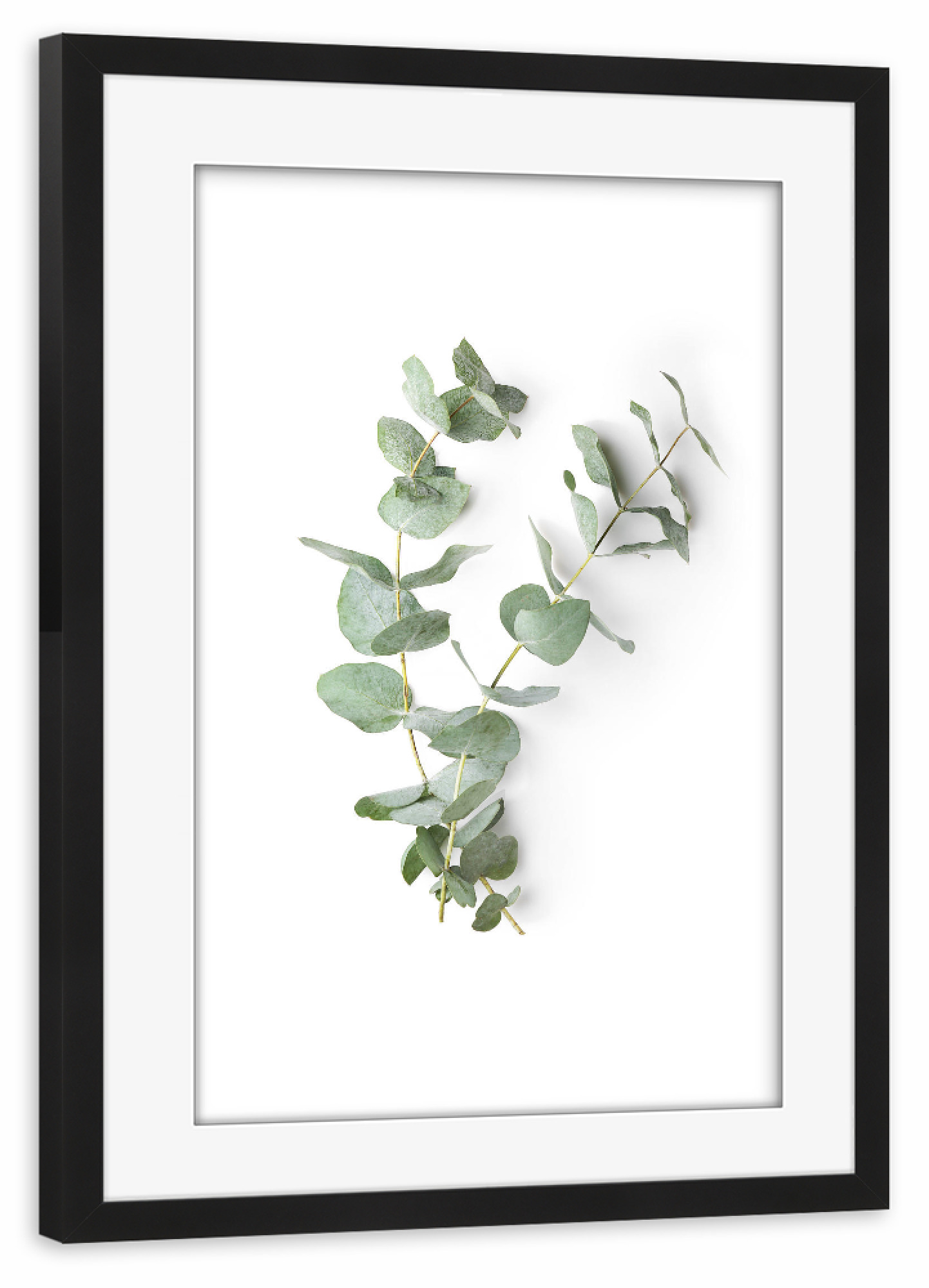 Poster mit Rahmen schwarz "Eucalyptus Photography" artboxONE - Natur,Floral