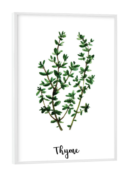 Poster mit weißem Rahmen "Thyme Illustration" artboxONE - Natur,Floral,Essen & Trinken - Kräuter,Kräuter,Provence,Französisch,Thymian,Aquarell