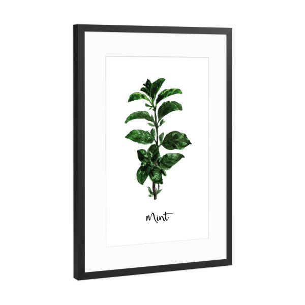Poster mit Rahmen Schwarz (Metallic) "Mint Illustration" artboxONE - Essen & Trinken - Kräuter,Gewürze,Minze