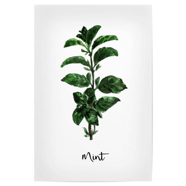 Poster 30x20 cm "Mint Illustration" artboxONE - Essen & Trinken - Kräuter,Gewürze,Minze