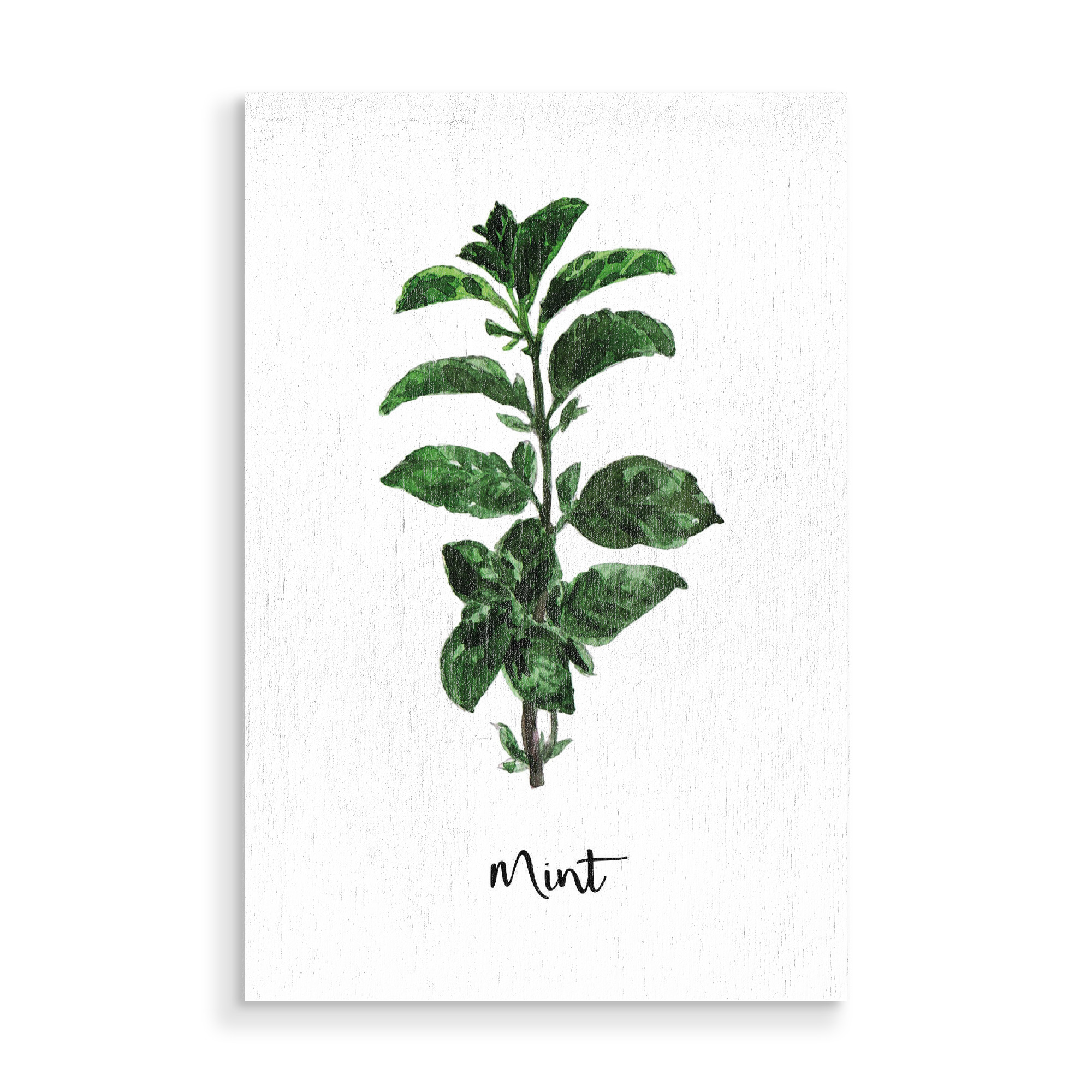 Holzbild "Mint Illustration" artboxONE - Essen & Trinken - Kräuter,Gewürze,Minze