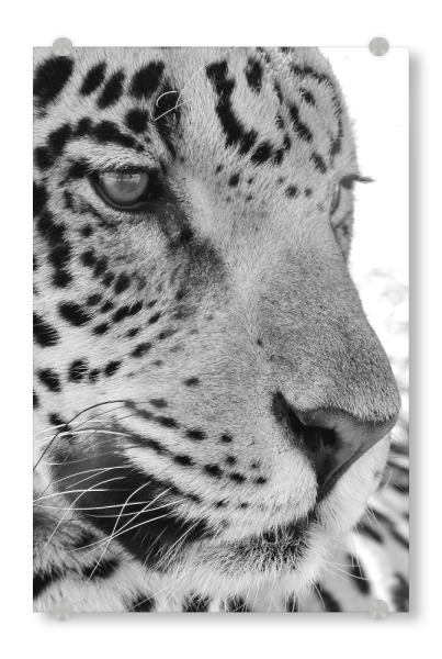 Acrylglasbild "Jaguar hautnah" artboxONE - Tiere,Schwarzweiß