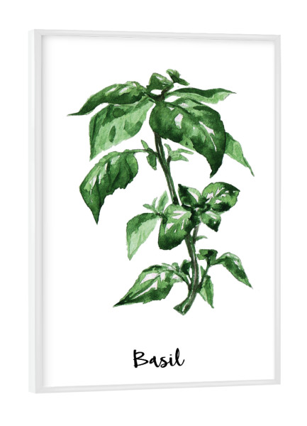 Poster mit weißem Rahmen "Basil" artboxONE - Natur,Floral,Für Mama - Herb,Herbs,Spices,Provence,French,Basil,Botanical,Watercolor,Floral,Kitchen