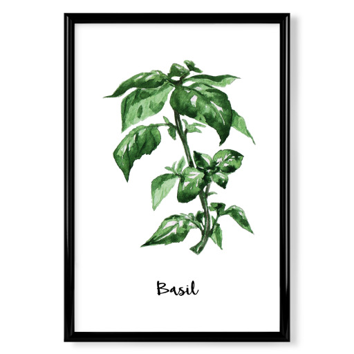 Basil