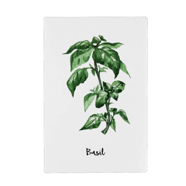 Metall Poster "Basil" artboxONE - Natur,Floral,Für Mama - Herb,Herbs,Spices,Provence,French,Basil,Botanical,Watercolor,Floral,Kitchen - Blechschild