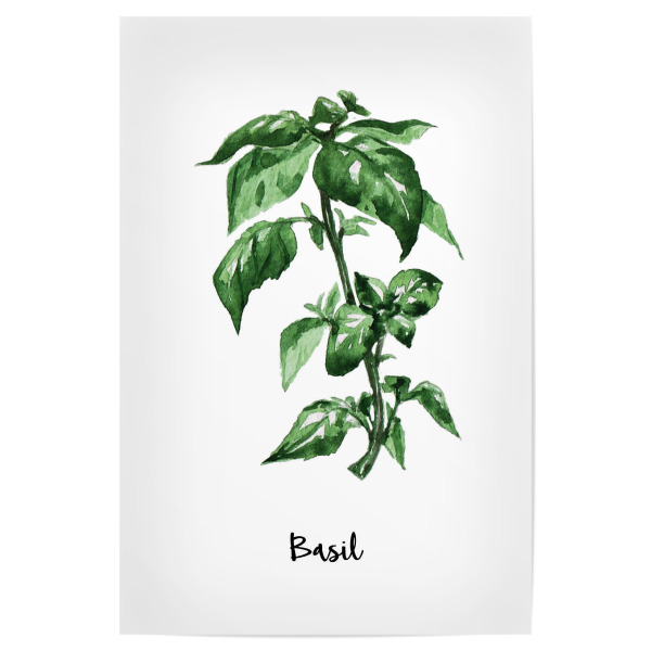Poster "Basil" artboxONE - Natur,Floral,Für Mama - Herb,Herbs,Spices,Provence,French,Basil,Botanical,Watercolor,Floral,Kitchen