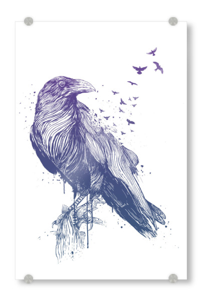 Acrylglasbild "Born to be free" artboxONE - Tiere - Bird,Animal,Raven