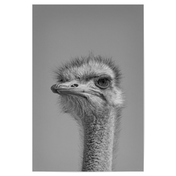 Poster 30x20 cm "Straußen Männchen" artboxONE - Tiere,Schwarzweiß,Reise / Afrika