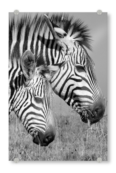 Acrylglasbild "Zebra Köpfe" artboxONE - Tiere,Schwarzweiß - Zebra