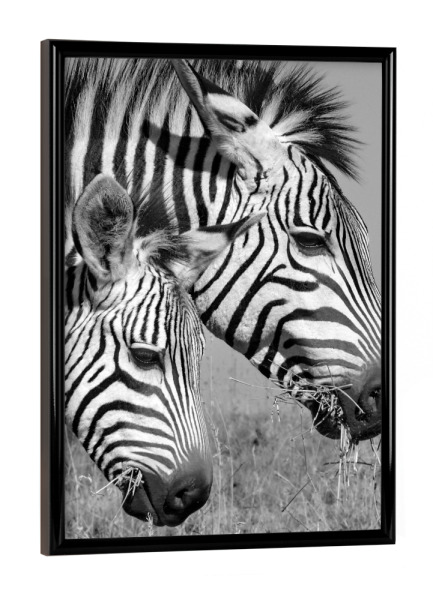 Poster mit schwarzem Rahmen "Zebra Köpfe" artboxONE - Tiere,Schwarzweiß - Zebra