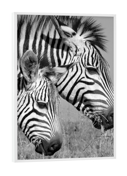 Poster mit weißem Rahmen "Zebra Köpfe" artboxONE - Tiere,Schwarzweiß - Zebra