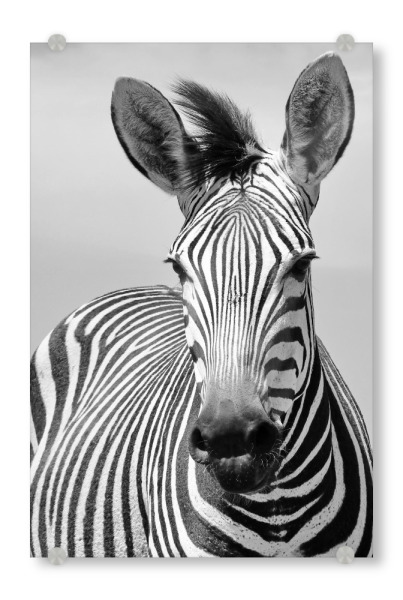 Acrylglasbild "Schönes Zebra Portrait" artboxONE - Tiere,Schwarzweiß,Reise / Afrika