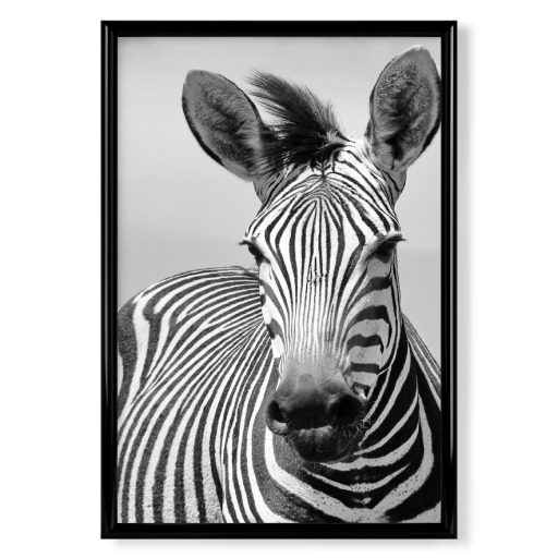 Schönes Zebra Portrait