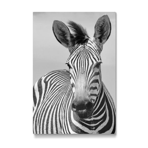 Galerie-Print "Schönes Zebra Portrait" 30x20 cm artboxONE