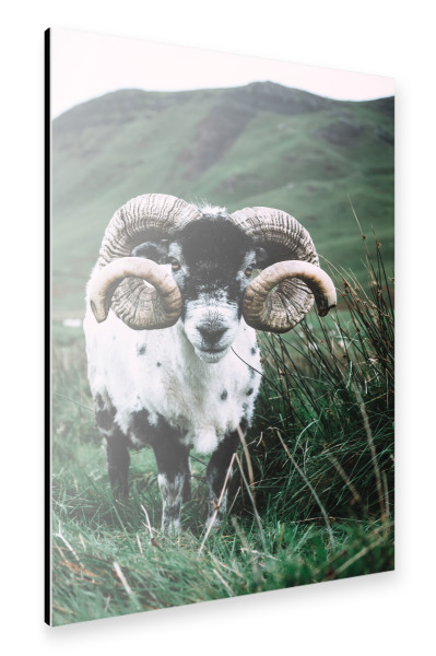 Alu-Dibond "Schaf auf der Isle Of Skye" 30x20 cm artboxONE