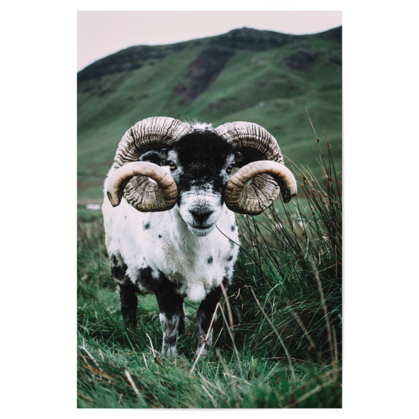 Poster "Schaf auf der Isle Of Skye" artboxONE - Tiere - Schaf,Schottland