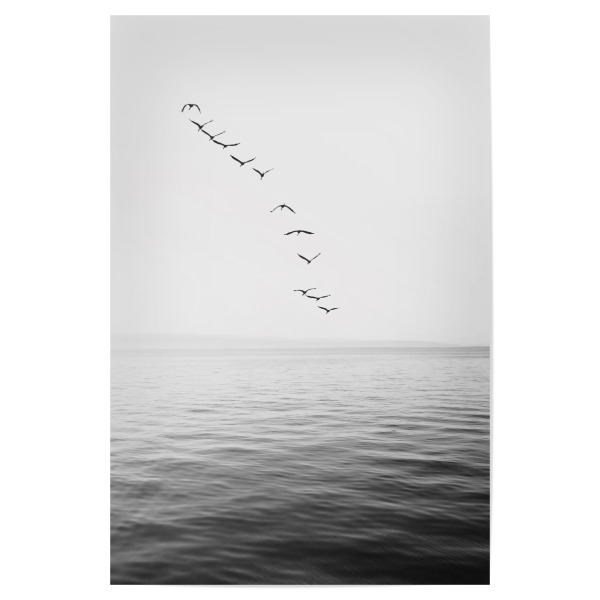 Poster "Birds above the Ocean" artboxONE - Reise,Tiere,Schwarzweiß,Reise / Strand und Meer - Bird,Birds,Ocean,Sea,Meer