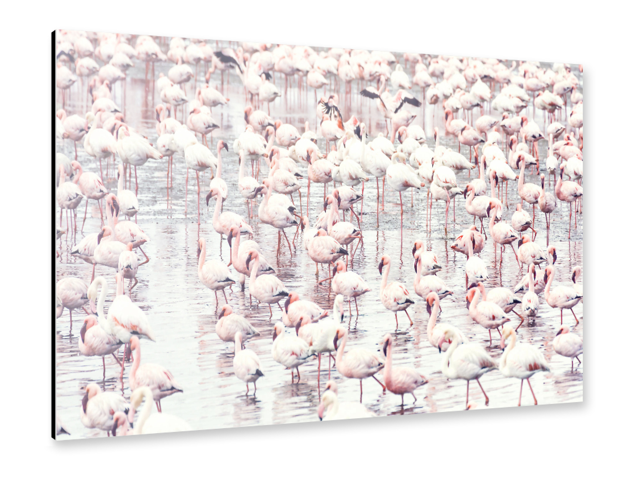 Alu-Dibond "Flamingoflock" 30x20 cm artboxONE