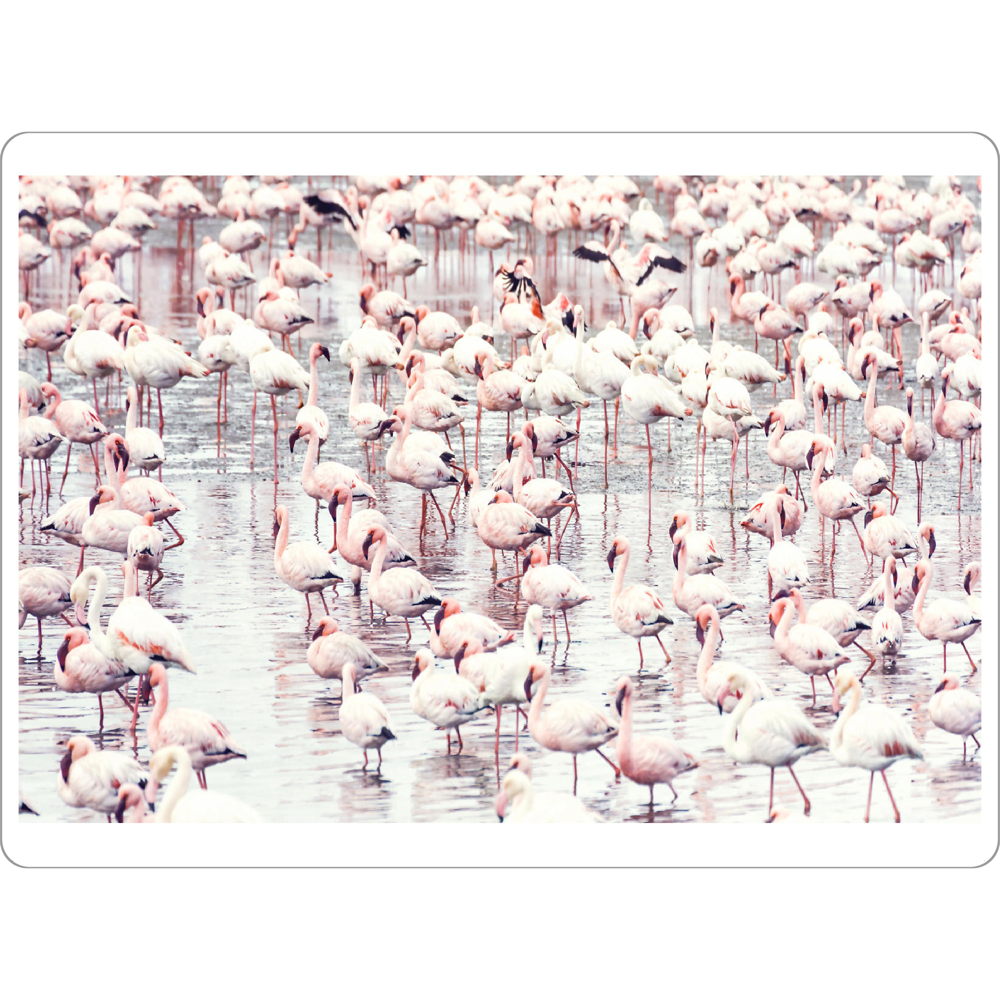 Tischset "Flamingoflock" artboxONE - Tiere - Flamingo,Tier - Bild flamingo