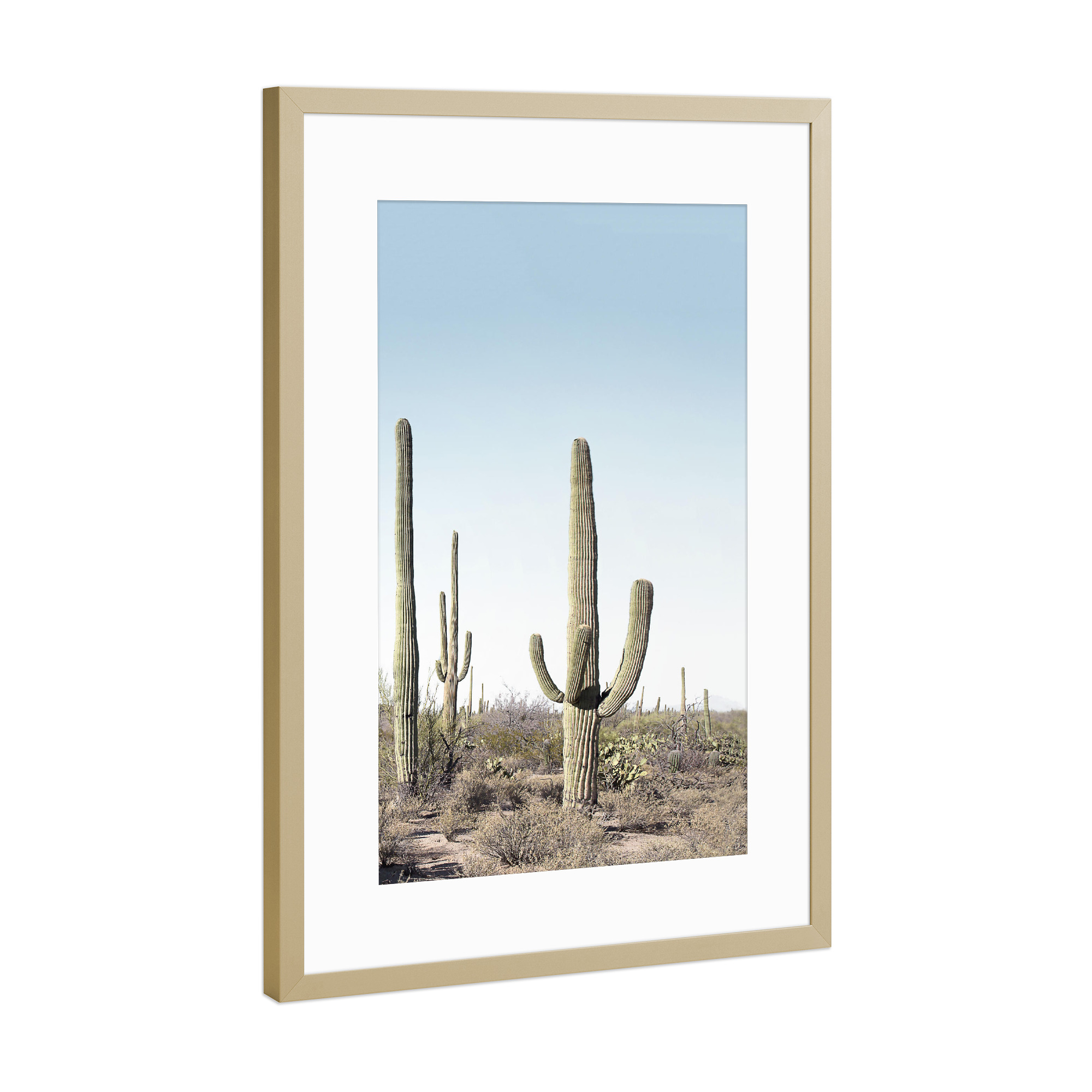Poster mit Rahmen Gold "Cactus Two" artboxONE - Natur - Kaktus,Wüste