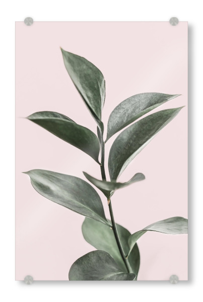 Acrylglasbild "Foliage" artboxONE - Floral - Foliage,Plant,Leaf,Leaves,Blatt,Blätter
