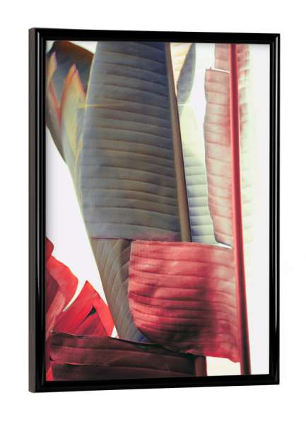 Poster mit schwarzem Rahmen "Urban jungle contrast" artboxONE - Natur,Reise,Floral - Palme,Palm,Banana,Jungle,Blätter,Tropical,Pflanze