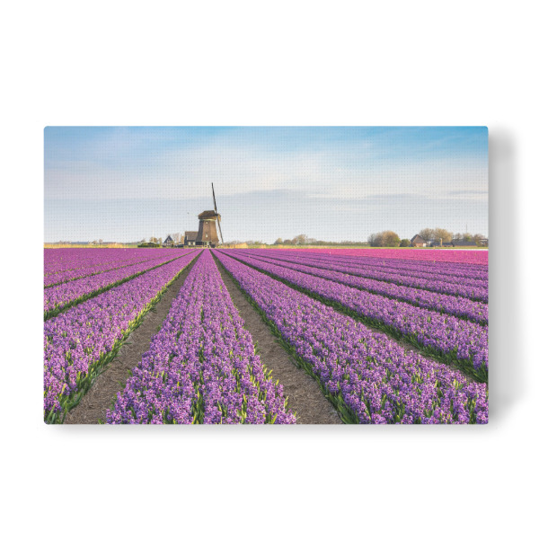 Leinwandbild "Frühling in Holland" artboxONE - Natur,Floral,Reise / Länder - Holland,Niederlande,Frühling,Feld,Nederlands,Windmühle,Landschaft