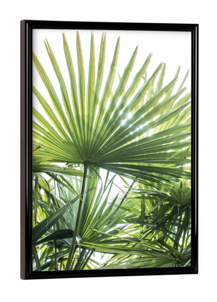 Poster mit schwarzem Rahmen "In the sun" artboxONE - Natur,Floral - Palm leaf,Tropical,Sun,Jungle,Photography,Botanical,Tropical leaf,Palm trees