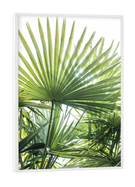 Poster mit weißem Rahmen "In the sun" artboxONE - Natur,Floral - Palm leaf,Tropical,Sun,Jungle,Photography,Botanical,Tropical leaf,Palm trees
