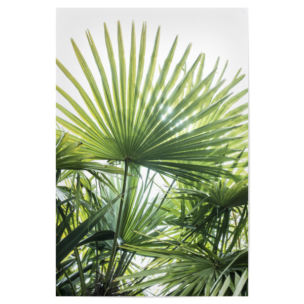 Poster 30x20 cm "In the sun" artboxONE - Natur,Floral - Palm leaf,Tropical,Sun,Jungle,Photography,Botanical,Tropical leaf,Palm trees