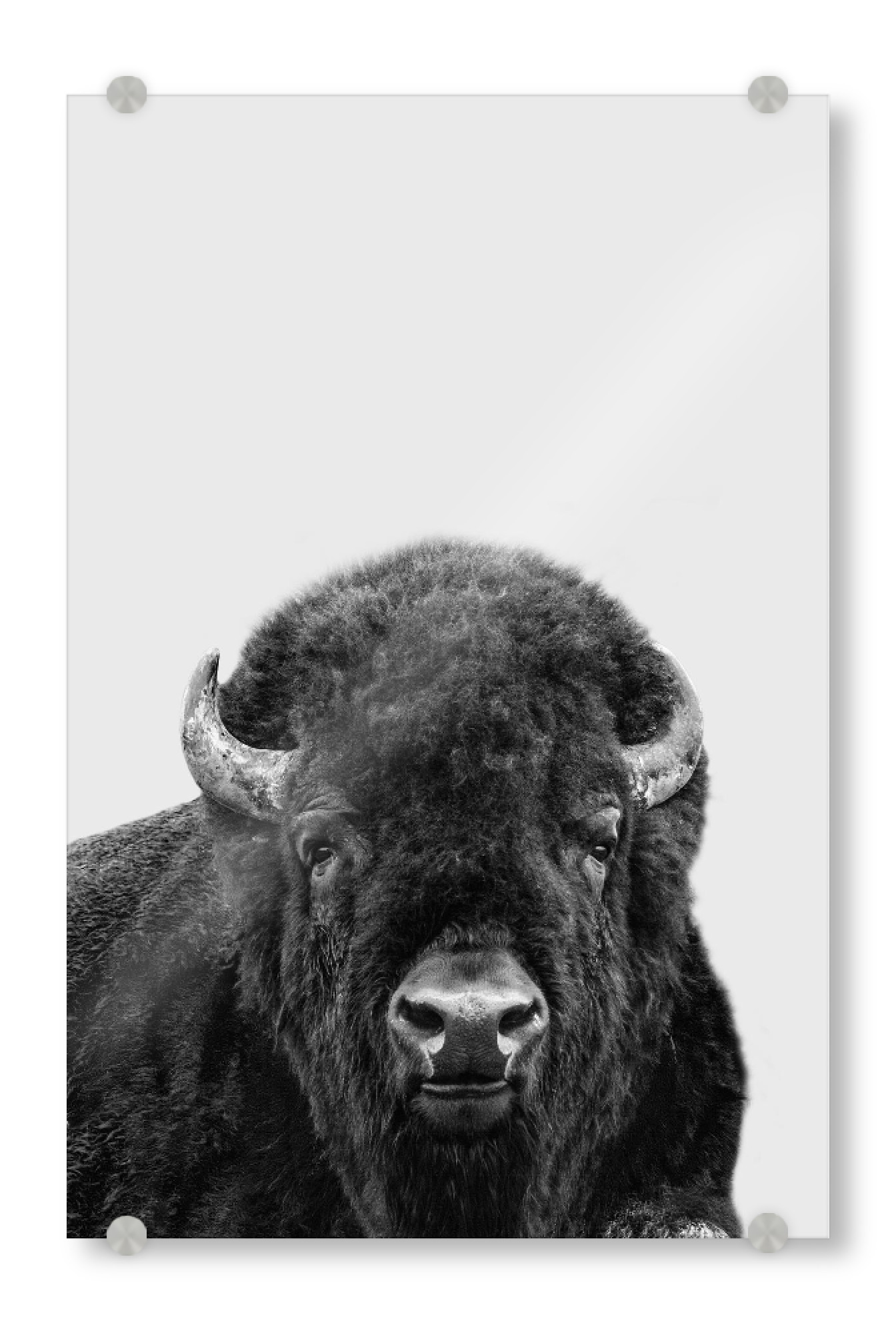 Acrylglasbild "BISON, Buffalo" artboxONE - Tiere,Schwarzweiß - Bison