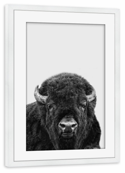 Poster mit Rahmen weiß "BISON, Buffalo" artboxONE - Tiere,Schwarzweiß - Bison