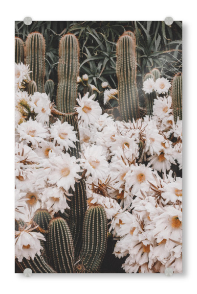Acrylglasbild "Illusion of beauty" artboxONE - Floral - Flowers,Cactus