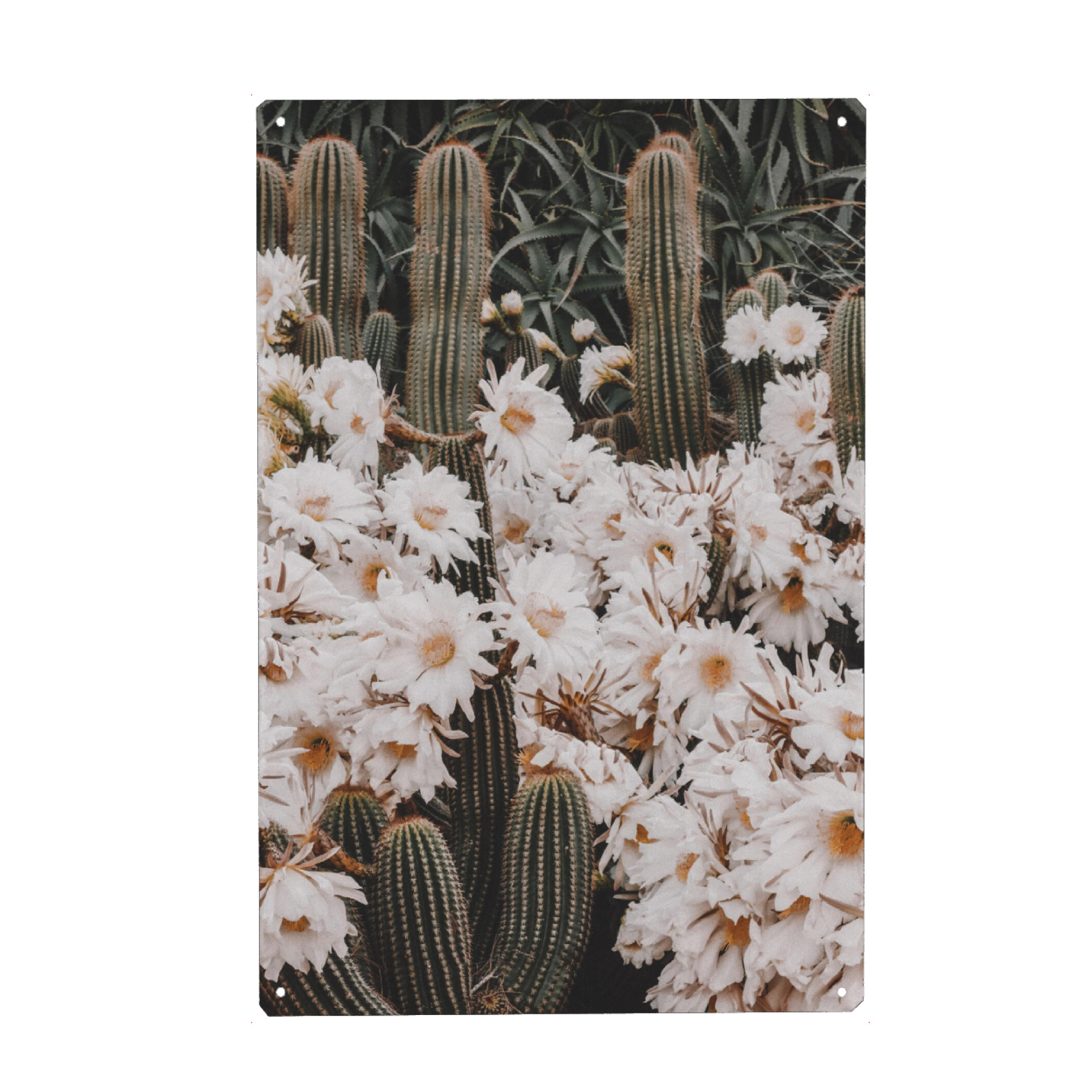 Metall Poster "Illusion of beauty" artboxONE - Floral - Flowers,Cactus - Blechschild