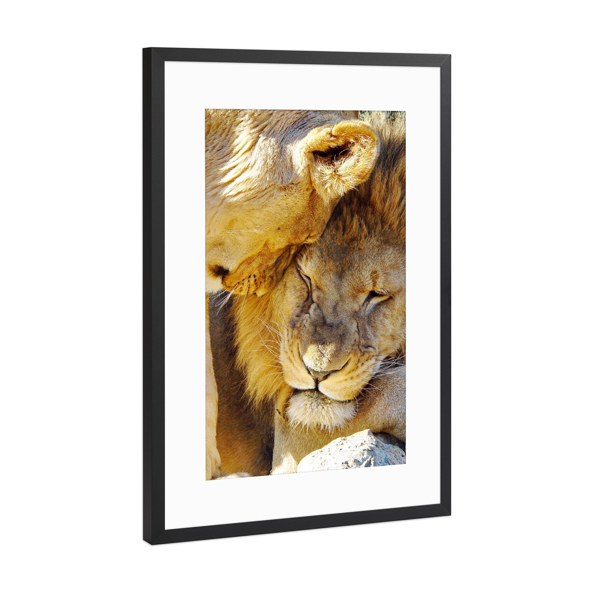 Poster mit Rahmen Schwarz (Metallic) "Löwen Liebe color" artboxONE - Tiere - Löwe,Liebe