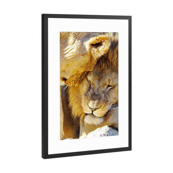 Poster mit Rahmen Schwarz (Metallic) "Löwen Liebe color" artboxONE - Tiere - Löwe,Liebe