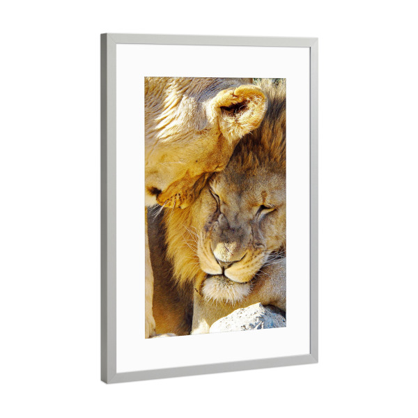 Poster mit Rahmen Silber "Löwen Liebe color" artboxONE - Tiere - Löwe,Liebe
