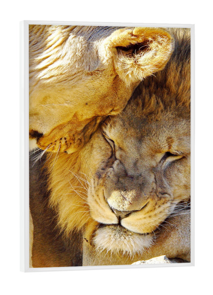 Poster mit weißem Rahmen "Löwen Liebe color" artboxONE - Tiere - Löwe,Liebe