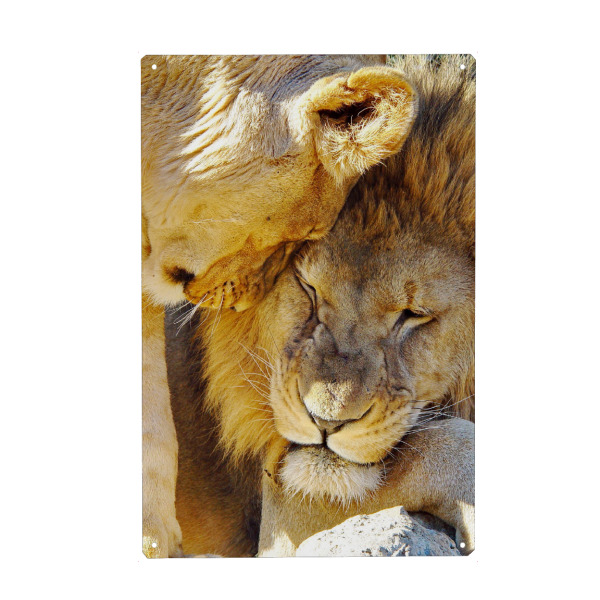 Metall Poster "Löwen Liebe color" artboxONE - Tiere - Löwe,Liebe - Blechschild