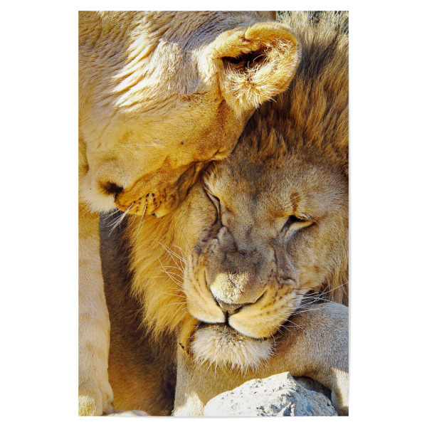 Poster 30x20 cm "Löwen Liebe color" artboxONE - Tiere - Löwe,Liebe