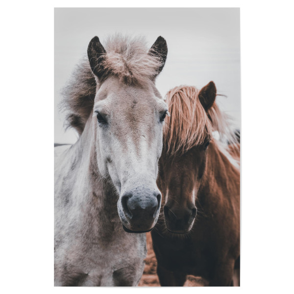 Poster 30x20 cm "Wild Horses" artboxONE - Tiere - Horse