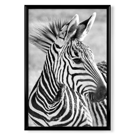 Zebra Baby Portrait