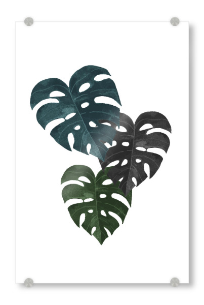 Acrylglasbild "3 Monstera" artboxONE - Floral - Monstera,Pflanze,Blatt,Blätter,Botanisch,Tropisch